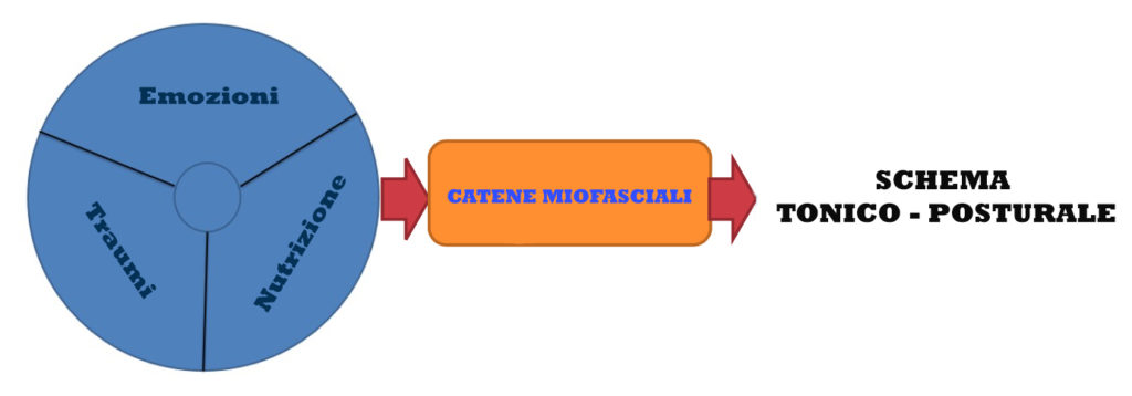 catene miofasciali